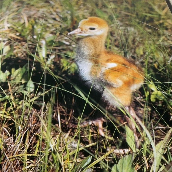 Eisenstaedt’s Guide to Photography, 1978, First Edition - Picture 6 of 14